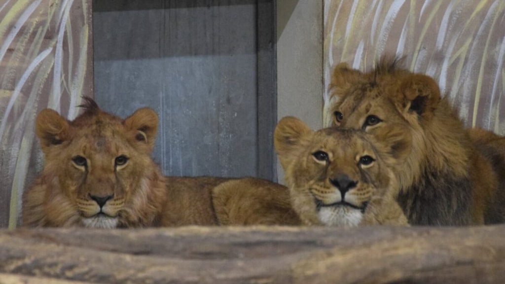 Stichting AAP vangt Oekraïense dieren op: 'Konden ze niet achterlaten'