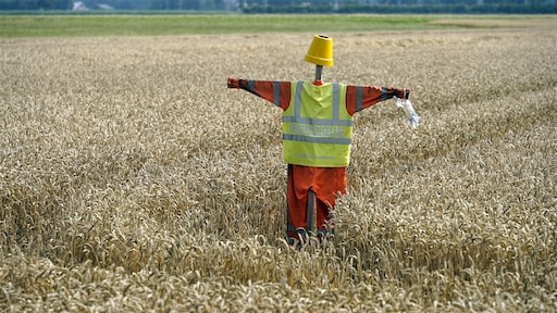 Boeren zaaien extra graan: het was nog nooit zo lucratief