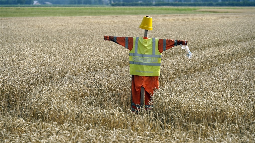 Boeren zaaien extra graan: het was nog nooit zo lucratief