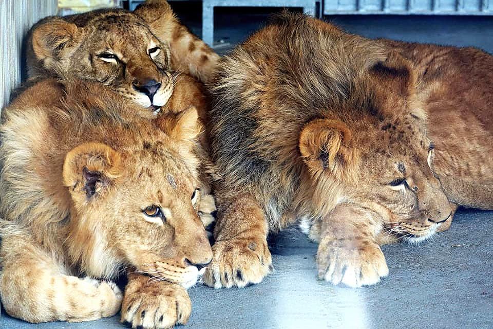 Leeuwen uit Oekraïne bijna veilig in opvangcentrum: &#x27;Reis van 25 uur&#x27;