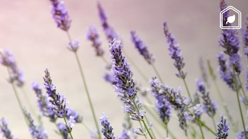 Waarom je je lavendelplant in het voorjaar én het najaar moet snoeien