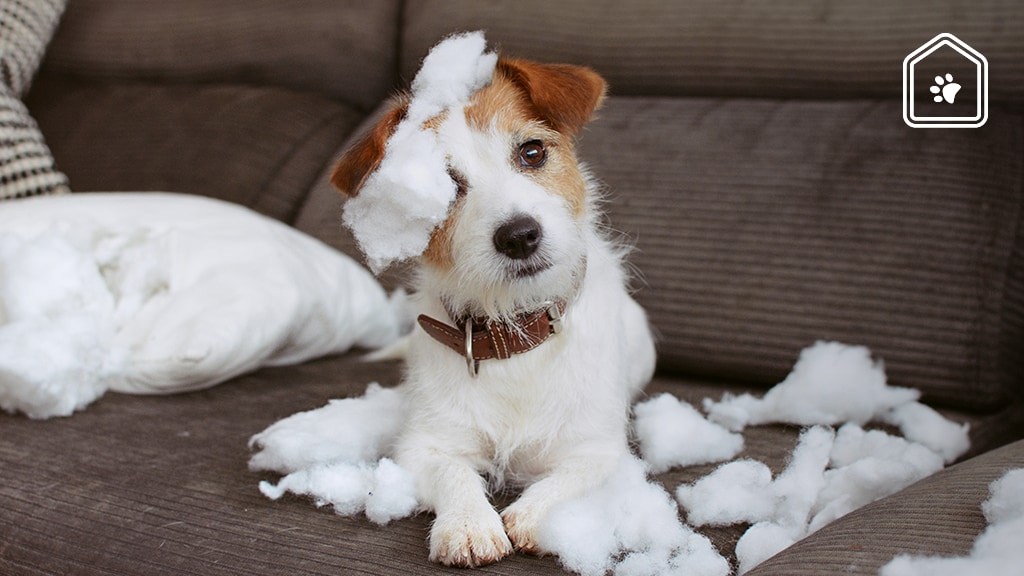 Waarom pups zo graag bijten en hoe je het afleert