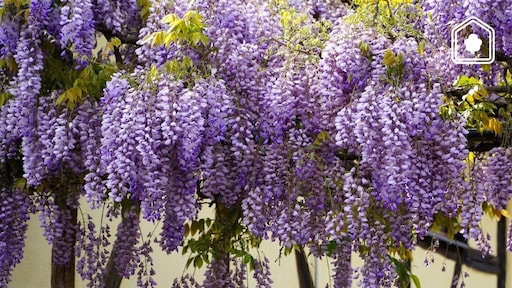 Dit zijn de 5 mooiste klimplanten om tegen je schutting te laten groeien