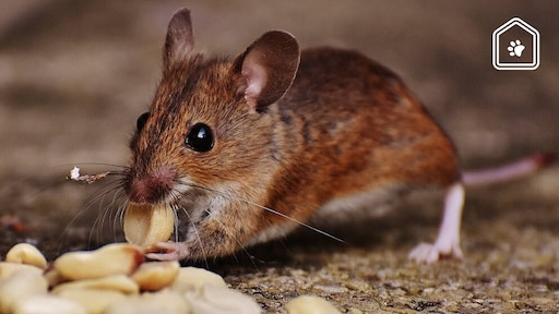 Muizen in huis? Zo vang je ze op een diervriendelijke manier