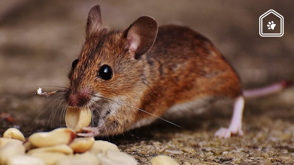 Muizen in huis? Zo vang je ze op een diervriendelijke manier