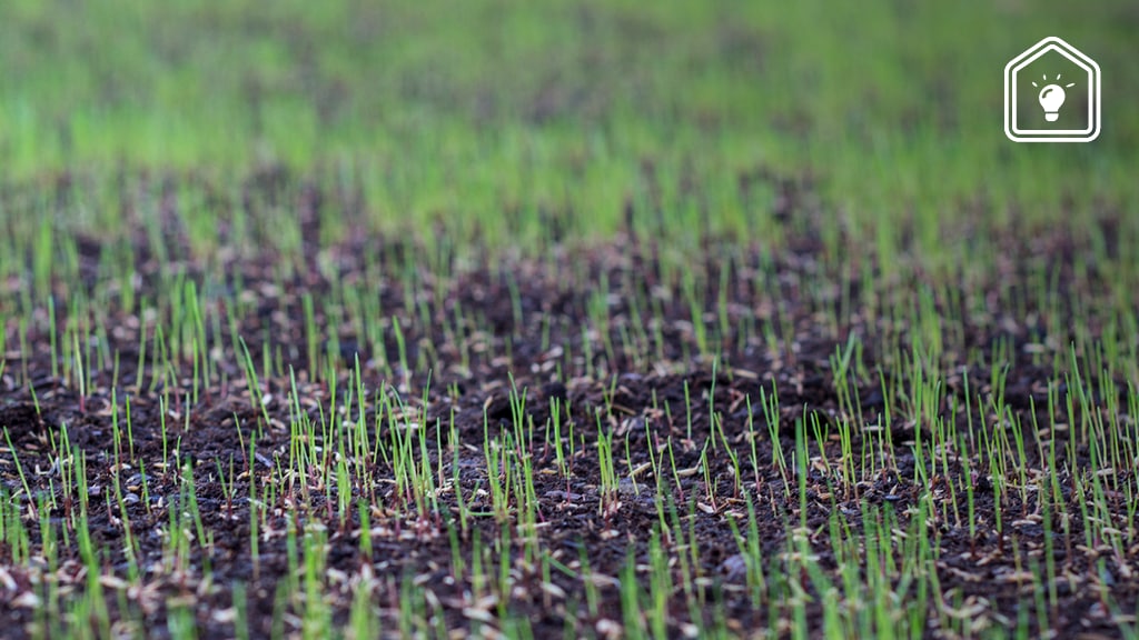 Zelf gras zaaien? Zo doe je dat!
