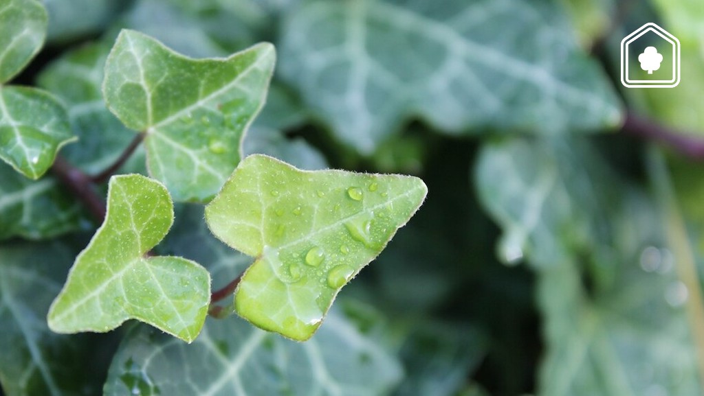 De meestgestelde vragen over het verwijderen en snoeien van klimop