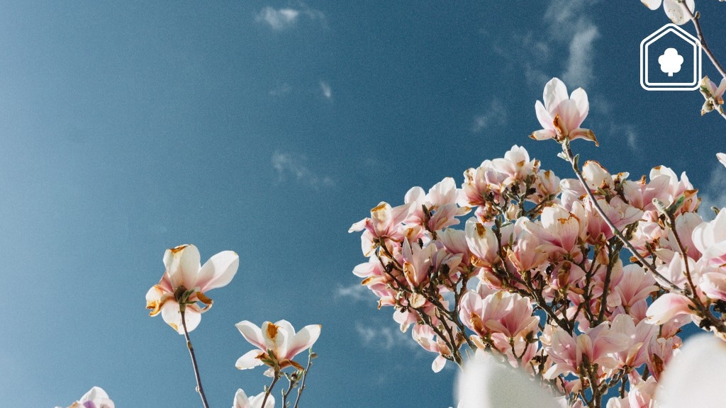 5 dingen die je nog niet wist over de Magnolia