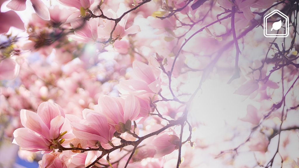 Alles wat je moet weten over het planten en verzorgen van de Magnolia