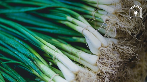 Lente-ui vs. bosui: wat is nou eigenlijk het verschil?