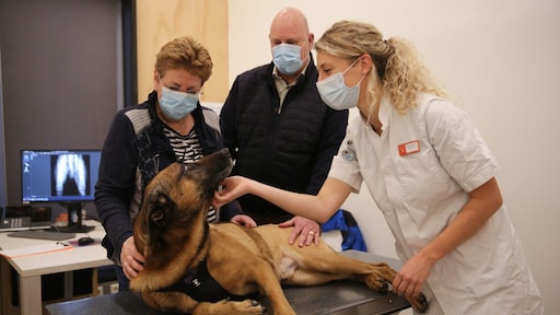 Hond Rax kreeg kankervaccin en lijkt weer helemaal de oude, artsen zijn hoopvol