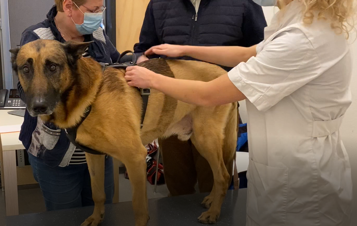 Proef kankervaccin bij hond succesvol: 'Eerst testen op dier, dan op mens'