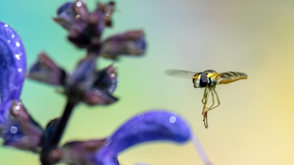Forse afname zweefvliegen en vliegsoorten in Veluwse bossen
