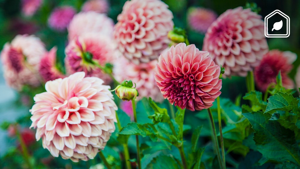 Dahliaknollen planten: wanneer en hoe doe je dat?
