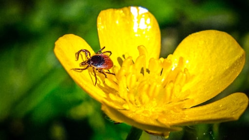 Risico op tekenbeet grootst in Drenthe, minste kans in Zuid-Holland