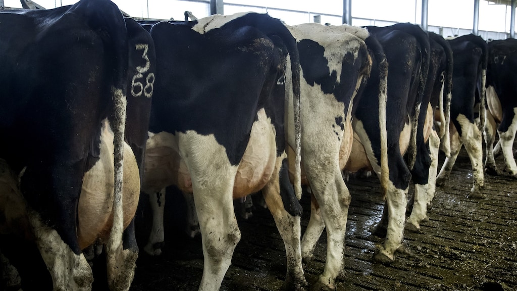 Boeren krijgen 'hoe dan ook' problemen met groot mestoverschot