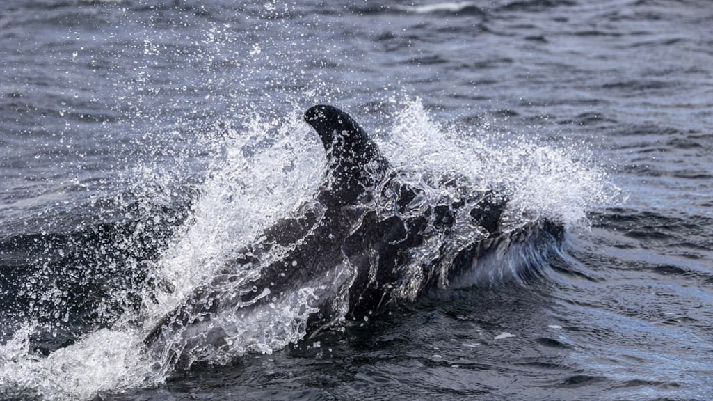 Experts: Rusland beschermt marinebasis Krim met dolfijnen