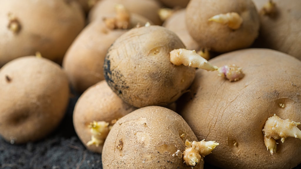 Aardappelen met uitlopers: wel of niet eten?