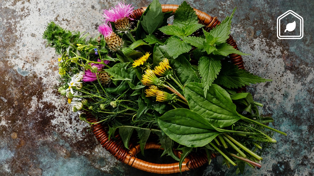 Onkruid vervelend? Niet altijd! Hier is het allemaal goed voor