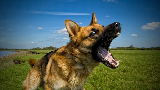 Deskundigen pleiten voor verplichte registratie bijtincidenten met honden