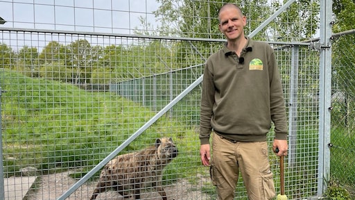 Dieren van oudsher ingezet in oorlogen: 'Je kan ze veel leren'