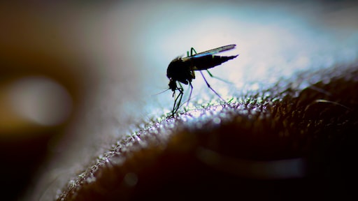 Deze 5 keukenmiddeltjes verzachten de jeuk van een muggenbult meteen