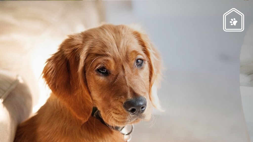 Als je hond deze 5 dingen doet vindt hij het fijn om bij je te zijn