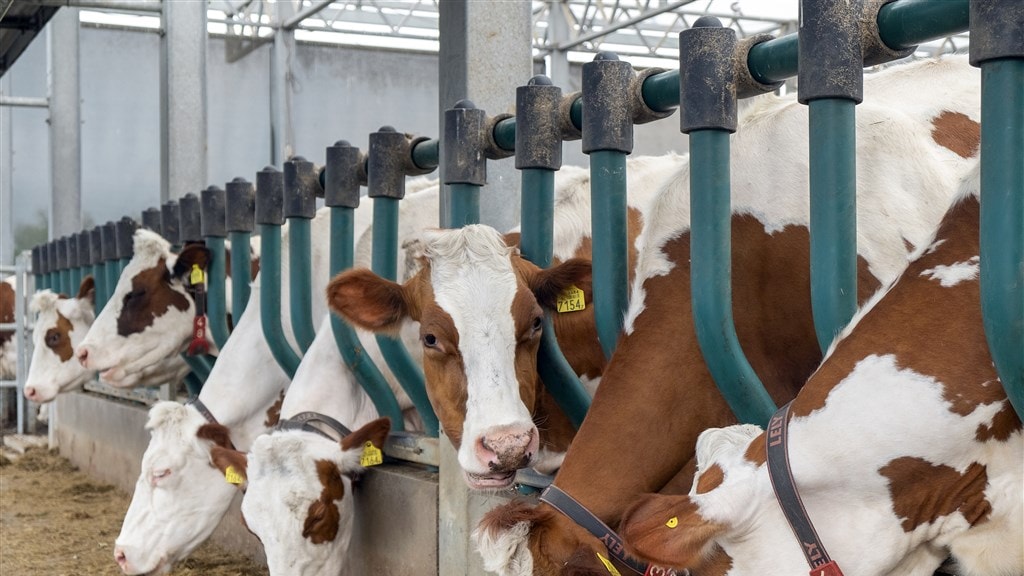 Smoesjes van Jumbo, daar wordt de zwoegende melkboer pissig van