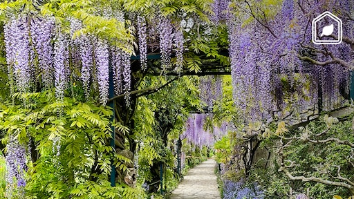 Alles wat je moet weten over de prachtige klimplant blauweregen