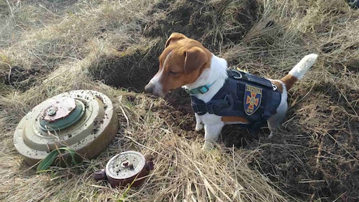 Oekraïense hond onderscheiden voor opsporen honderden explosieven