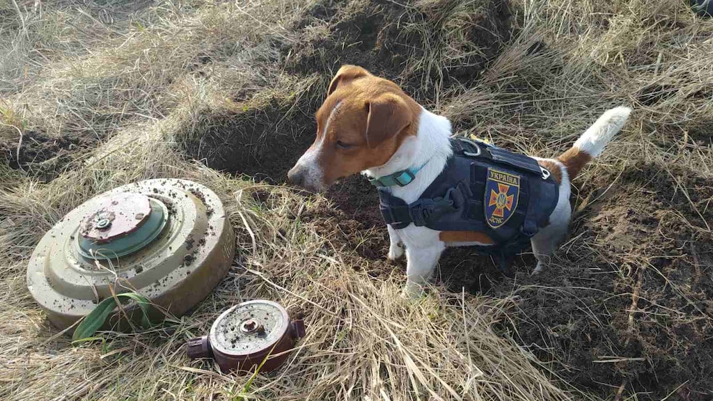 Oekraïense hond onderscheiden voor opsporen honderden explosieven