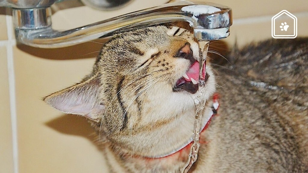 Dit is dus de reden dat katten graag uit de kraan drinken