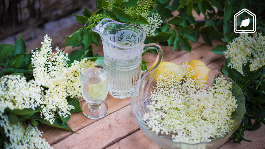Vlierbloesem en vlierbessen: zo maak je siroop en hier moet je op letten!