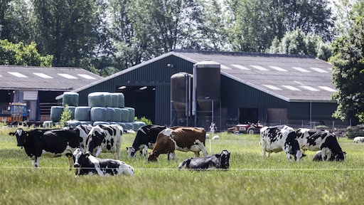 Kabinet grijpt hard in: forse stikstofvermindering in deze gebieden