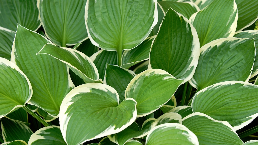 Hartlelie (Hosta)
