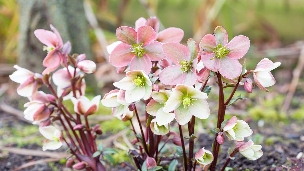 Kerstroos (Helleborus orientalis)