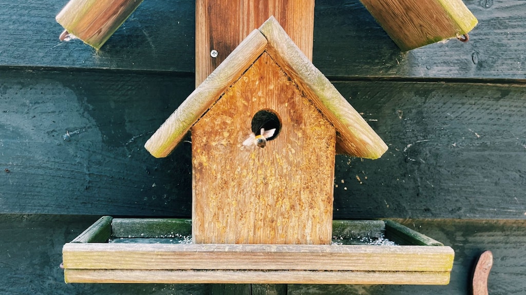 Boomhommelnest in een oud nestkastje