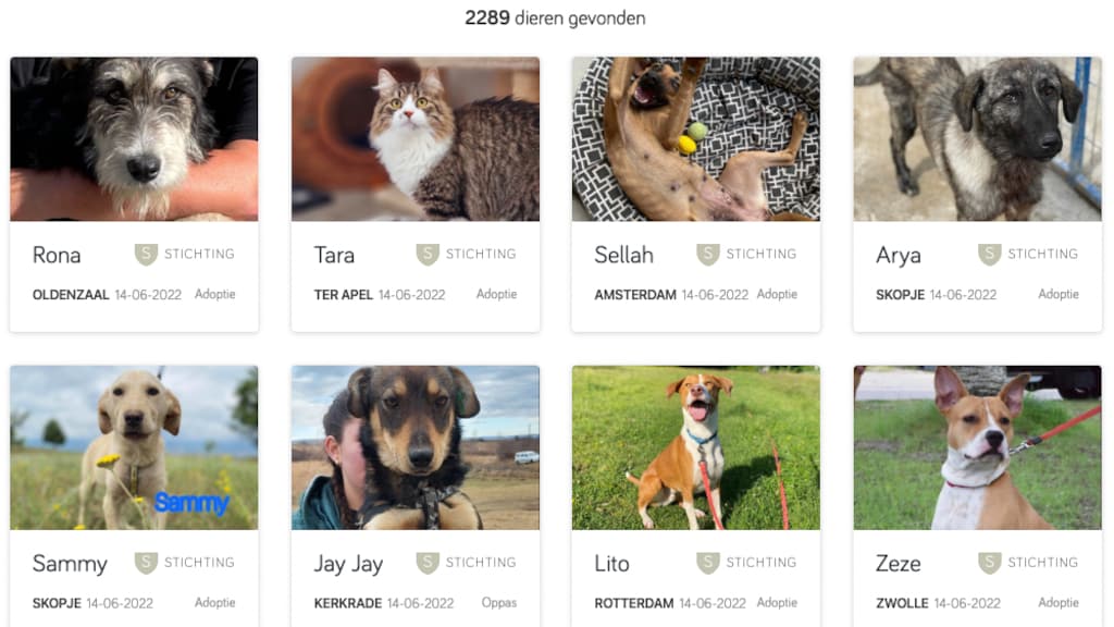 Deze honden zoeken een nieuw baasje.