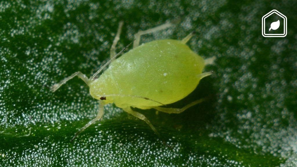 5 simpele manieren om bladluis te bestrijden
