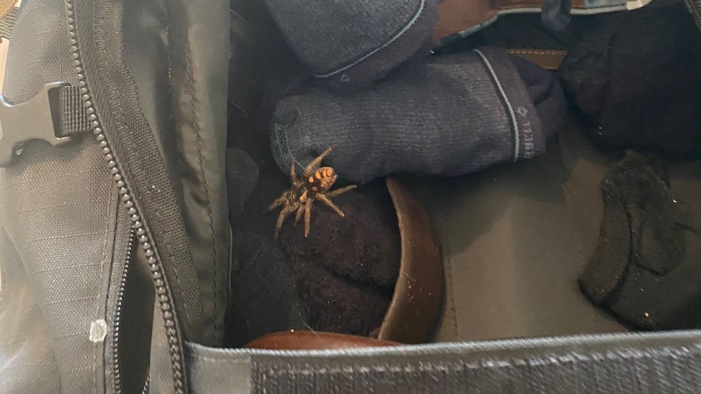 De tarantula zat tussen zijn kleding