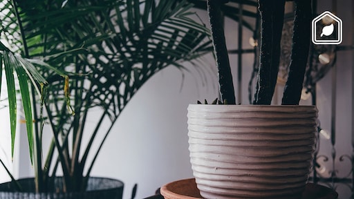 Bijzonder: deze 5 planten houden je huis lekker koel