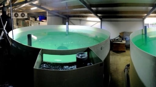 'De Tesla van de viskwekerij'