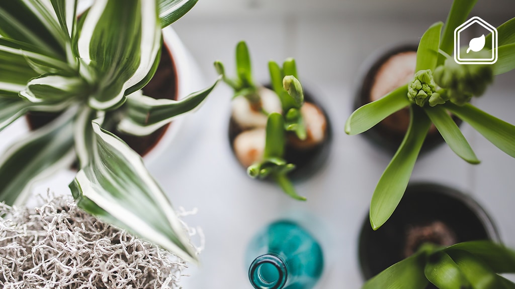 Deze 9 kamerplanten zijn bijna niet dood te krijgen