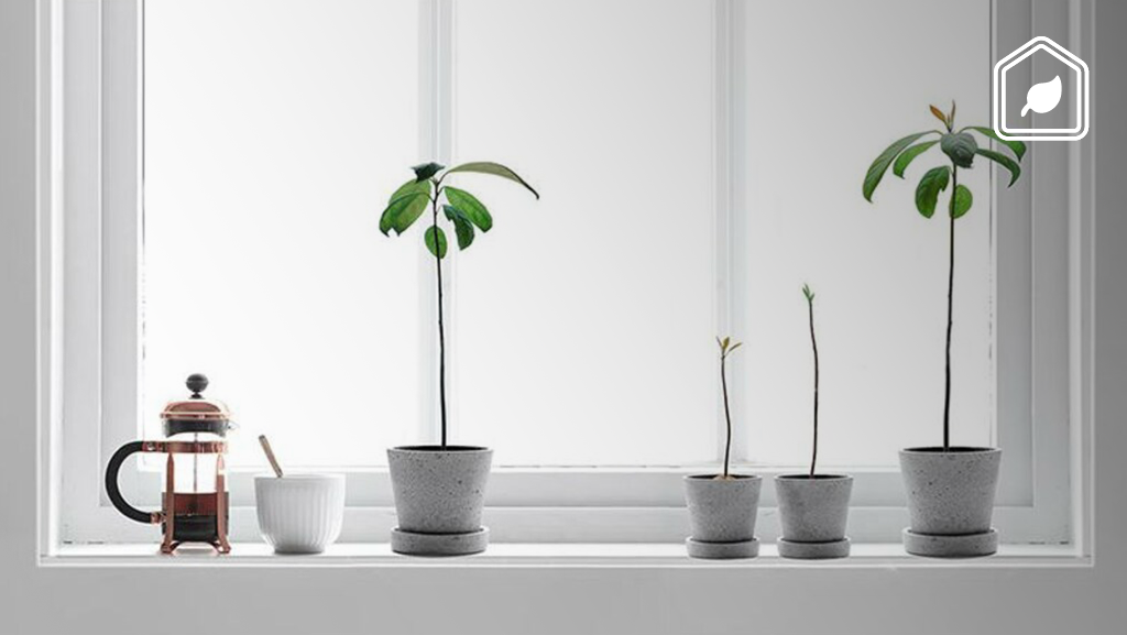 Je eigen avocadoplant kweken? Zo simpel is het