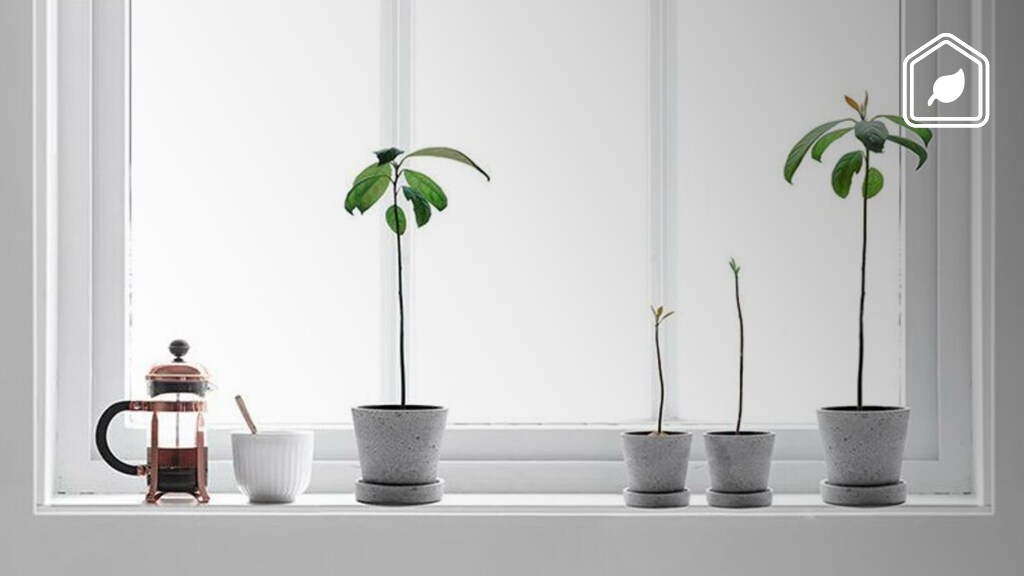Je eigen avocadoplant kweken? Zo simpel is het