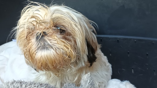 Inspectie haalt voor derde keer groot aantal verwaarloosde dieren uit woning