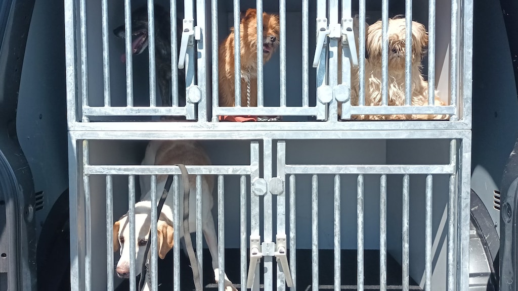 Er werden vijf honden meegenomen