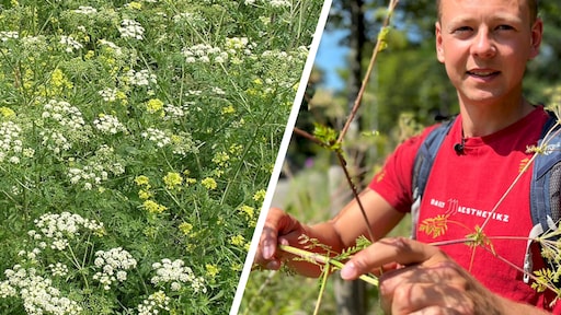 Gevaarlijke plant maakt opmars in berm: 'Kan dodelijk zijn'