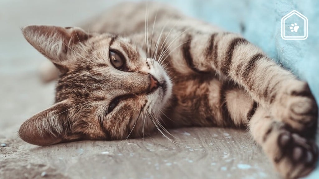 Geen kattenfan? Dit is waarom ze dan juist bij jou op schoot komen zitten