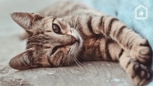 Geen kattenfan? Dit is waarom ze dan juist bij jou op schoot komen zitten